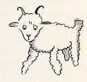 milli sheep